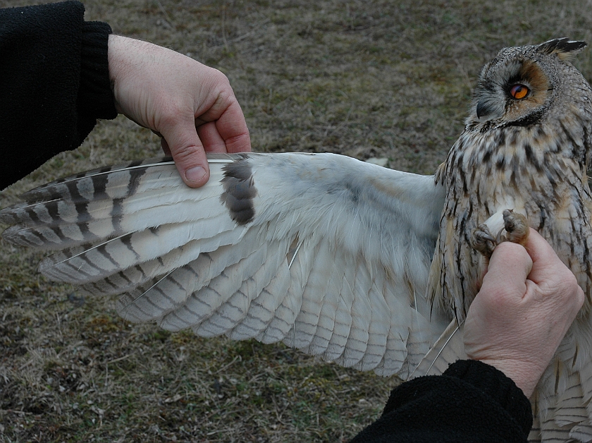 Long-eared Owl, Sundre 20060426